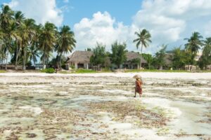 Femme locale récoltant des algues sur la plage de Zanzibar – Zanzibar pays dangereux